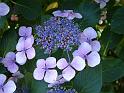 Hydrangea lacecap